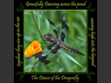 Eight-Spotted Skimmer
Dance of the Dragonfly Book
5x5 Free Float Wall Print
Laminated on 1/4" Sintra
OR
Furniture Friendly Coaster Set
Available:  Contact Us