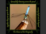 Blue Dasher
Dance of the Dragonfly Book
5x5 Free Float Wall Print
Laminated on 1/4" Sintra
OR
Furniture Friendly Coaster Set
Available:  Contact Us