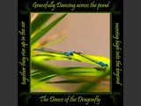Taiga Bluet Damselfy
Dance of the Dragonfly Book
5x5 Free Float Wall Print
Laminated on 1/4" Sintra
OR
Furniture Friendly Coaster Set
Available:  Contact Us
