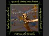 Variable Darner
Dance of the Dragonfly Book
5x5 Free Float Wall Print
Laminated on 1/4" Sintra
OR
Furniture Friendly Coaster Set
Available:  Contact Us