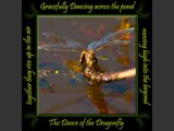 Variable Darner
Dance of the Dragonfly Book
5x5 Free Float Wall Print
Laminated on 1/4" Sintra
OR
Furniture Friendly Coaster Set
Available:  Contact Us