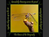 Variegated Meadowhawk
Dance of the Dragonfly Book
5x5 Free Float Wall Print
Laminated on 1/4" Sintra
OR
Furniture Friendly Coaster Set
Available:  Contact Us