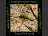 Western Pondhawk
Dance of the Dragonfly Book
5x5 Free Float Wall Print
Laminated on 1/4" Sintra
OR
Furniture Friendly Coaster Set
Available:  Contact Us
