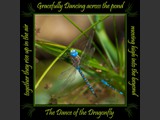 Blue-eyed Darner & Taiga Bluet Damselfy
Dance of the Dragonfly Book
5x5 Free Float Wall Print
Laminated on 1/4" Sintra
OR
Furniture Friendly Coaster Set
Available:  Contact Us