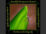 Dragonfly on Leaf
5x5 Free Float Wall Print
Laminated on 1/4" Sintra
OR
Furniture Friendly Coaster Set
Available:  Contact Us