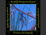 Male & Female Variable Darner
Dance of the Dragonfly Book
5x5 Free Float Wall Print
Laminated on 1/4" Sintra
OR
Furniture Friendly Coaster Set
Available:  Contact Us