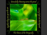"Watching in Wonder"
Familiar Bluet Damselfly
Dance of the Dragonfly Book Landscape
5x5 Free Float Wall Print
Laminated on 1/4" Sintra
OR
Furniture Friendly Coaster Set
Available:  Contact Us