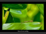 "Watching in Wonder"
Dragonfly
8x13
Serial #ADGSF2N000050
Available: Contact Us