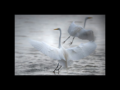 Egrets, Herons & Bitterns