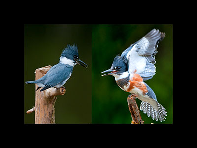 Kingfishers