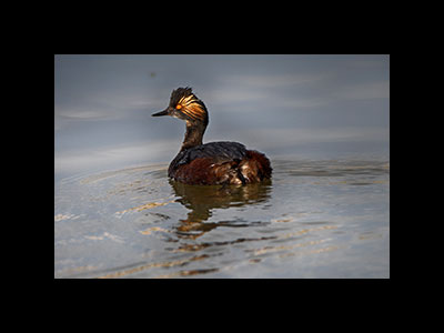 Loons & Grebes