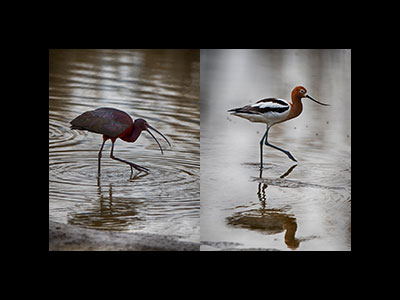 Plovers, Shorebirds & Waders