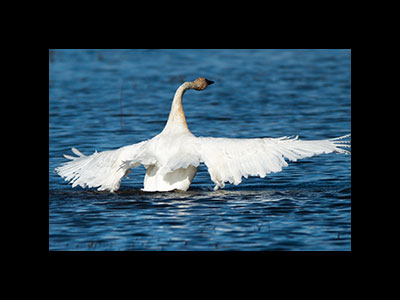 Water Birds