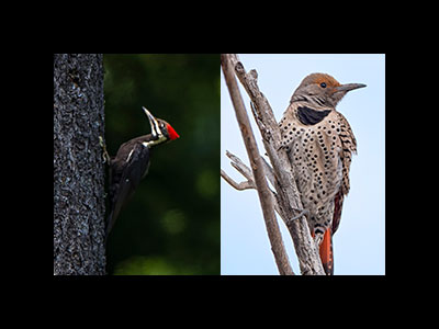 Woodpeckers