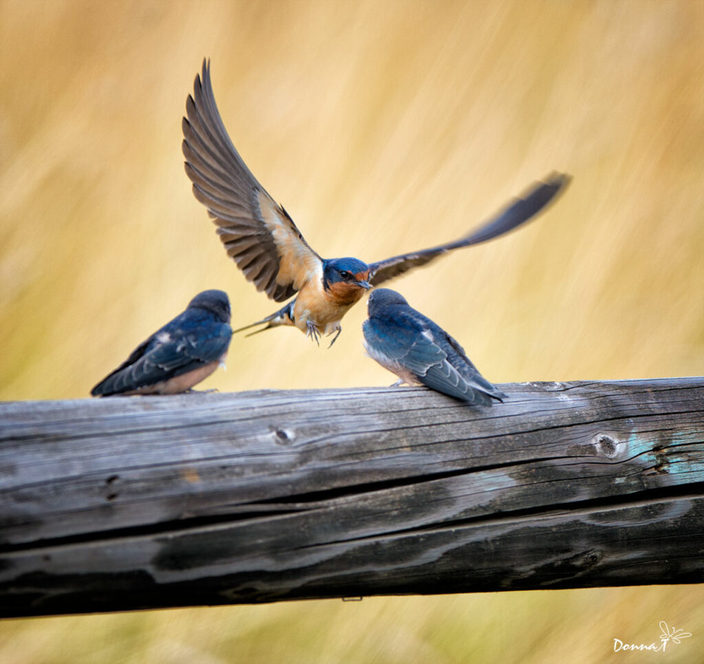 Feeding Time