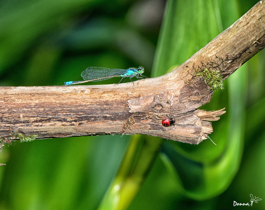 Lady Bug & Dragonfly