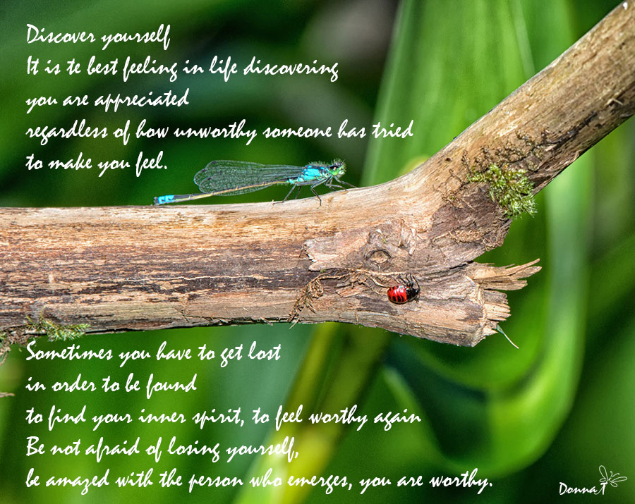 Lady Bug & Dragonfly Inspiration