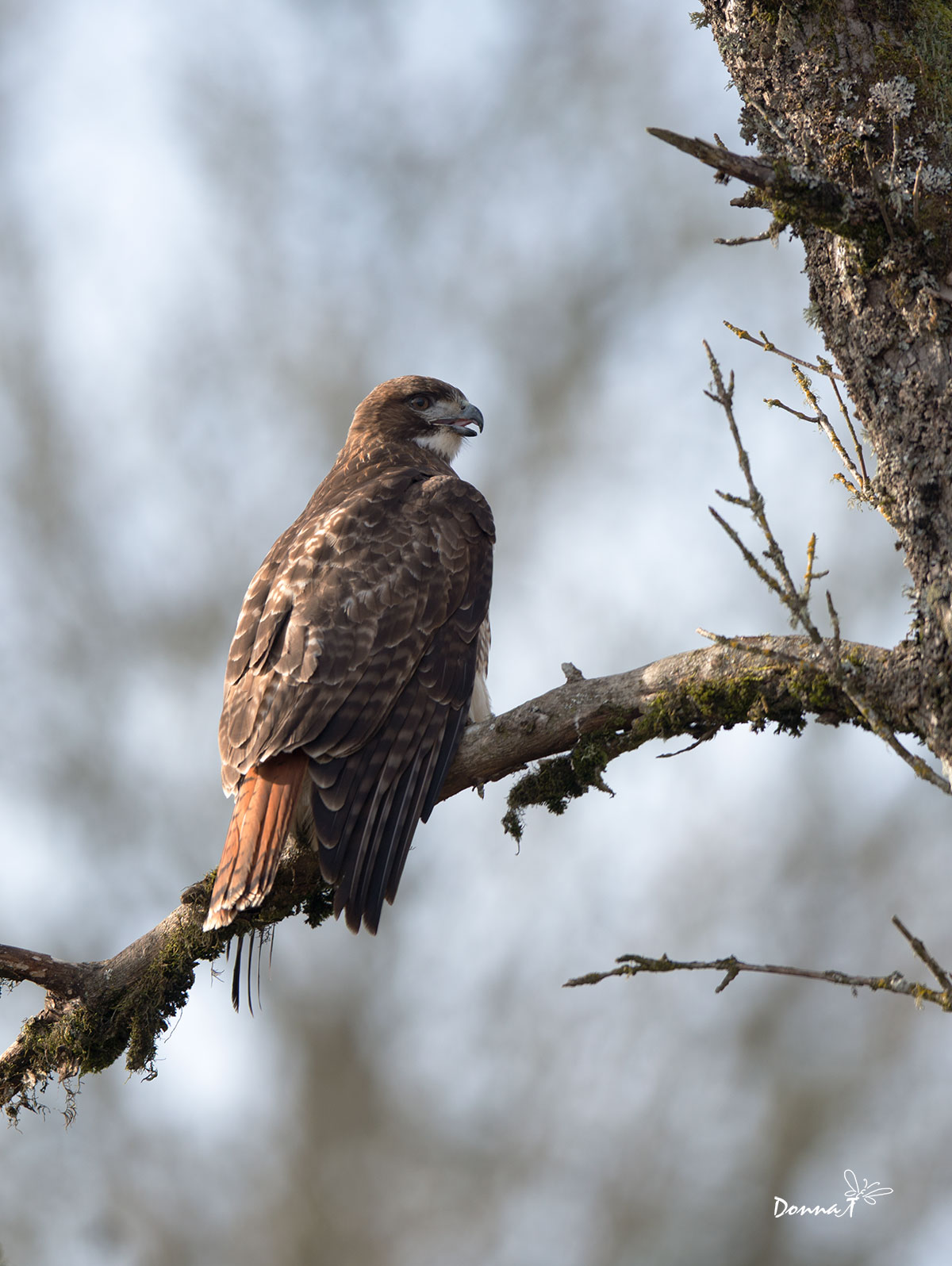 Red Tail Hawk