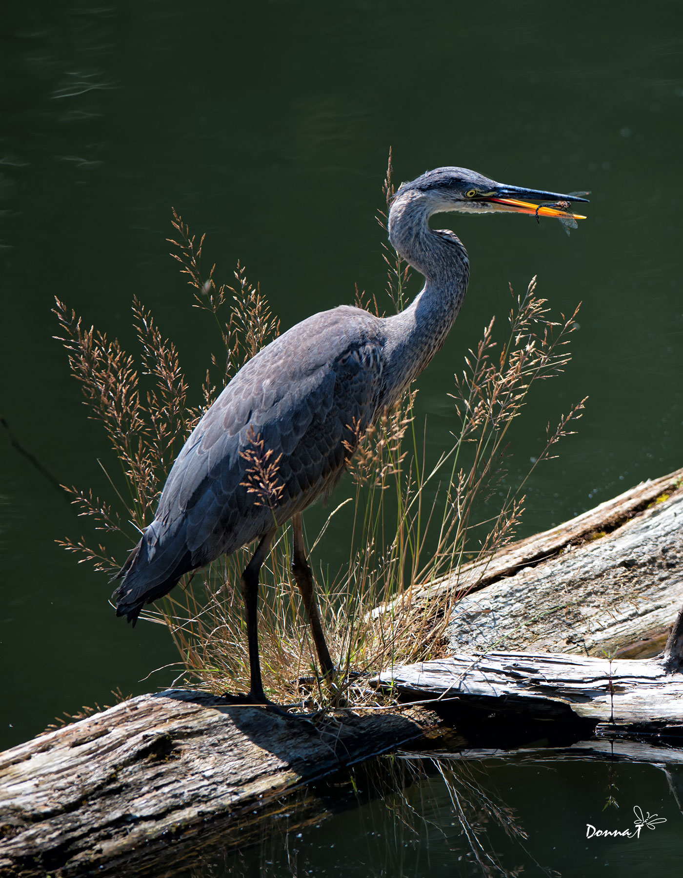 The Heron & Dragonfly