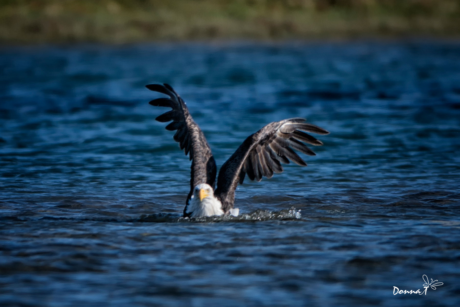 Majestic Catch I