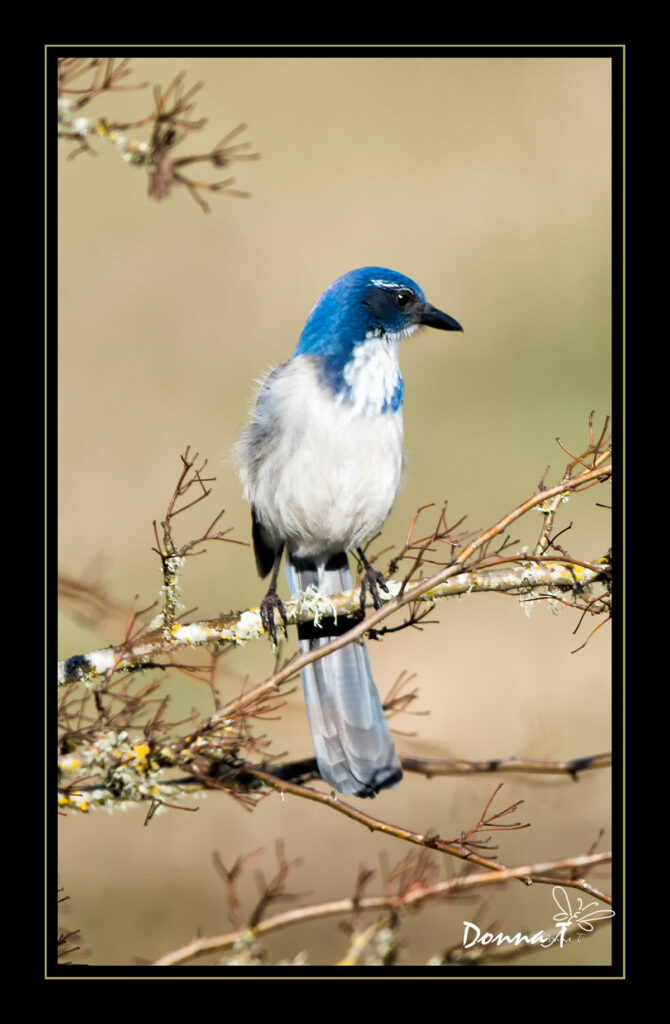 Scrub Jay II