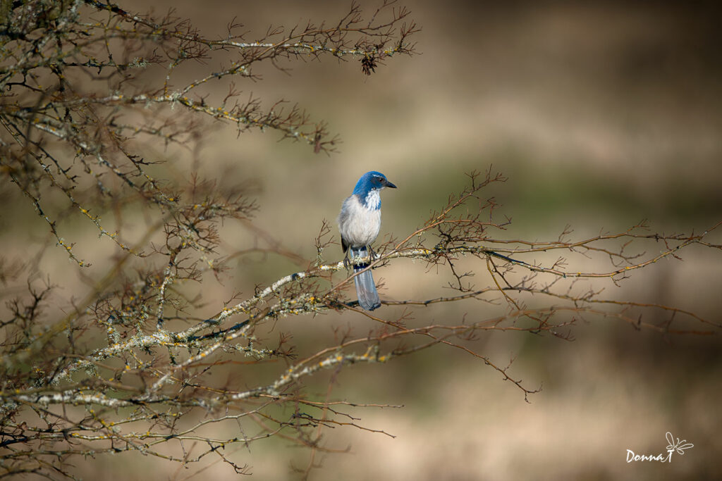 Waiting for spring