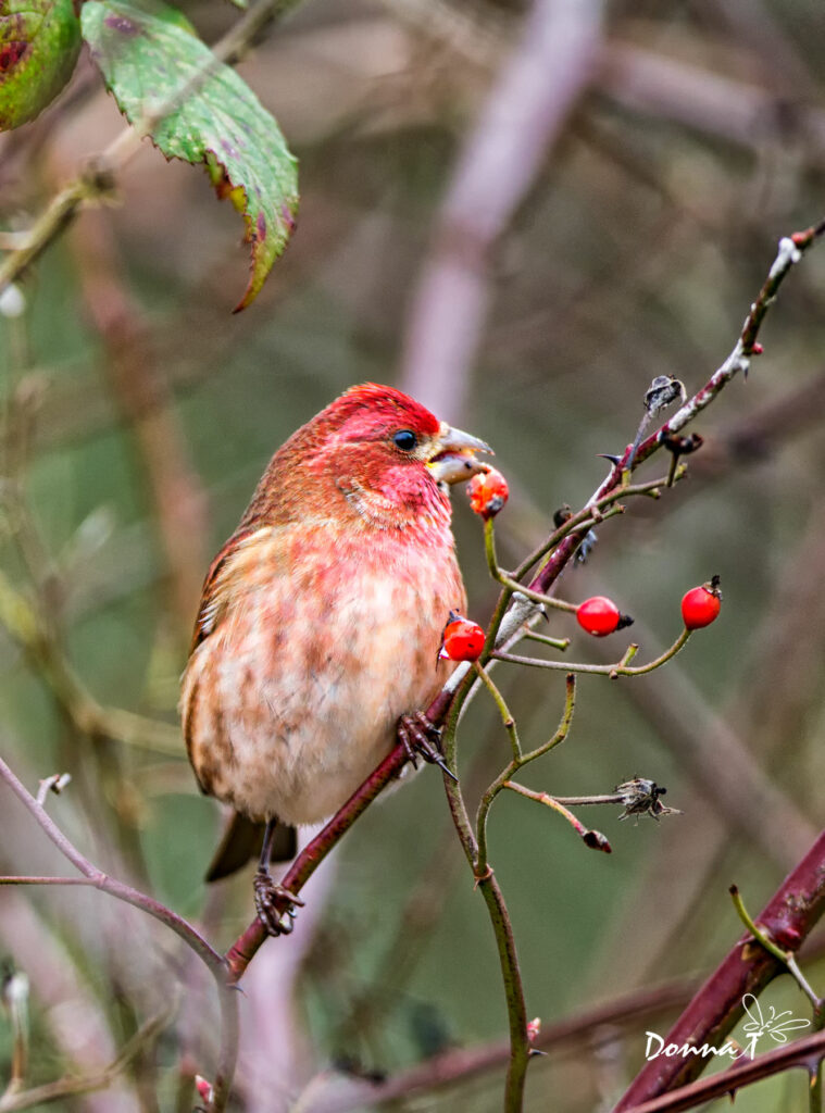 Berry Muncher II