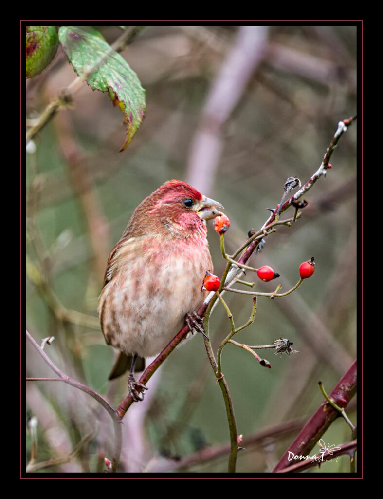 Berry Muncher II