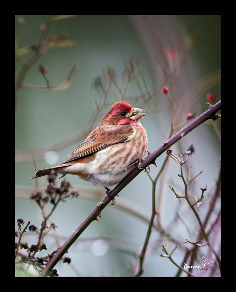 Berry Muncher