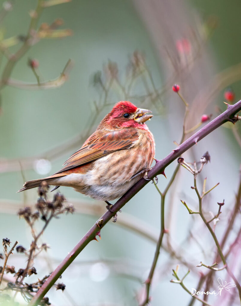 Berry Muncher