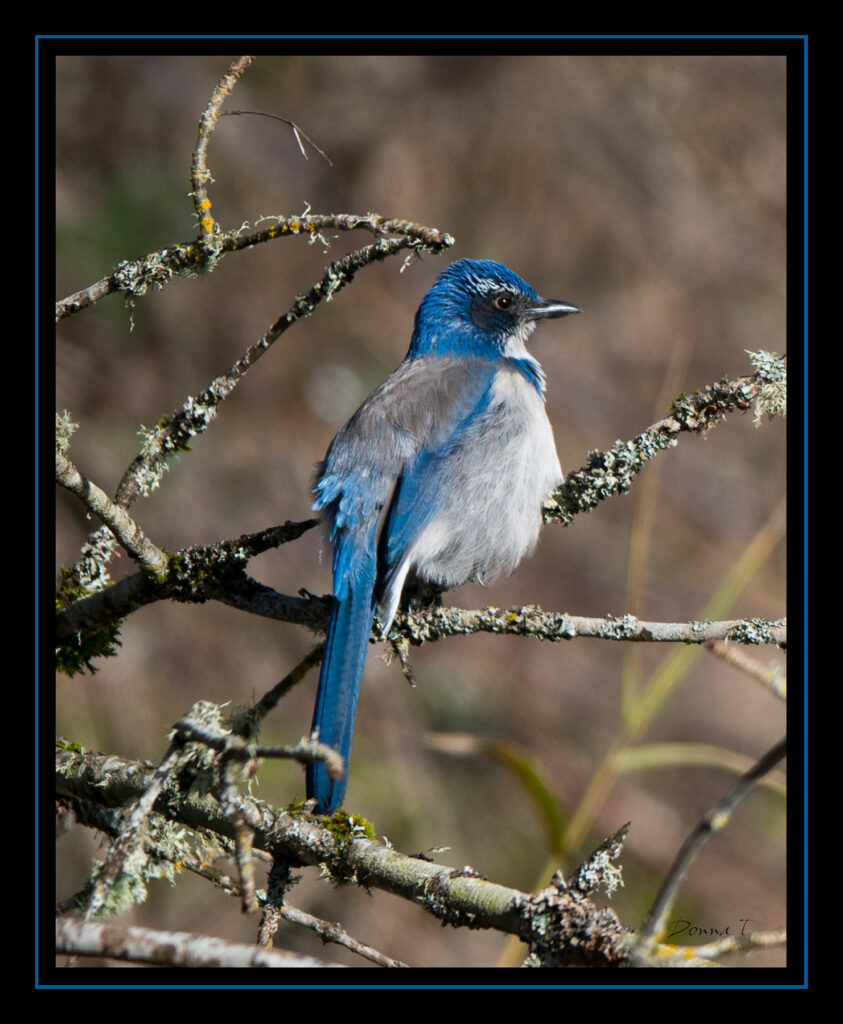 Scrub Jay II