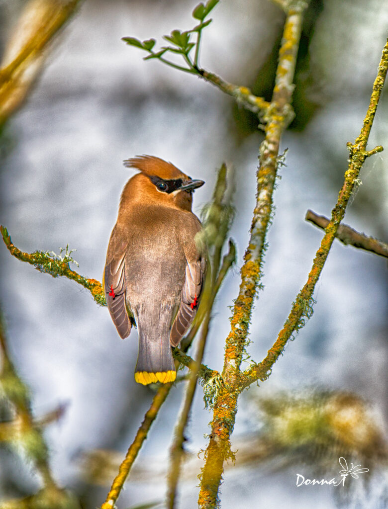 Cedar Waxwing