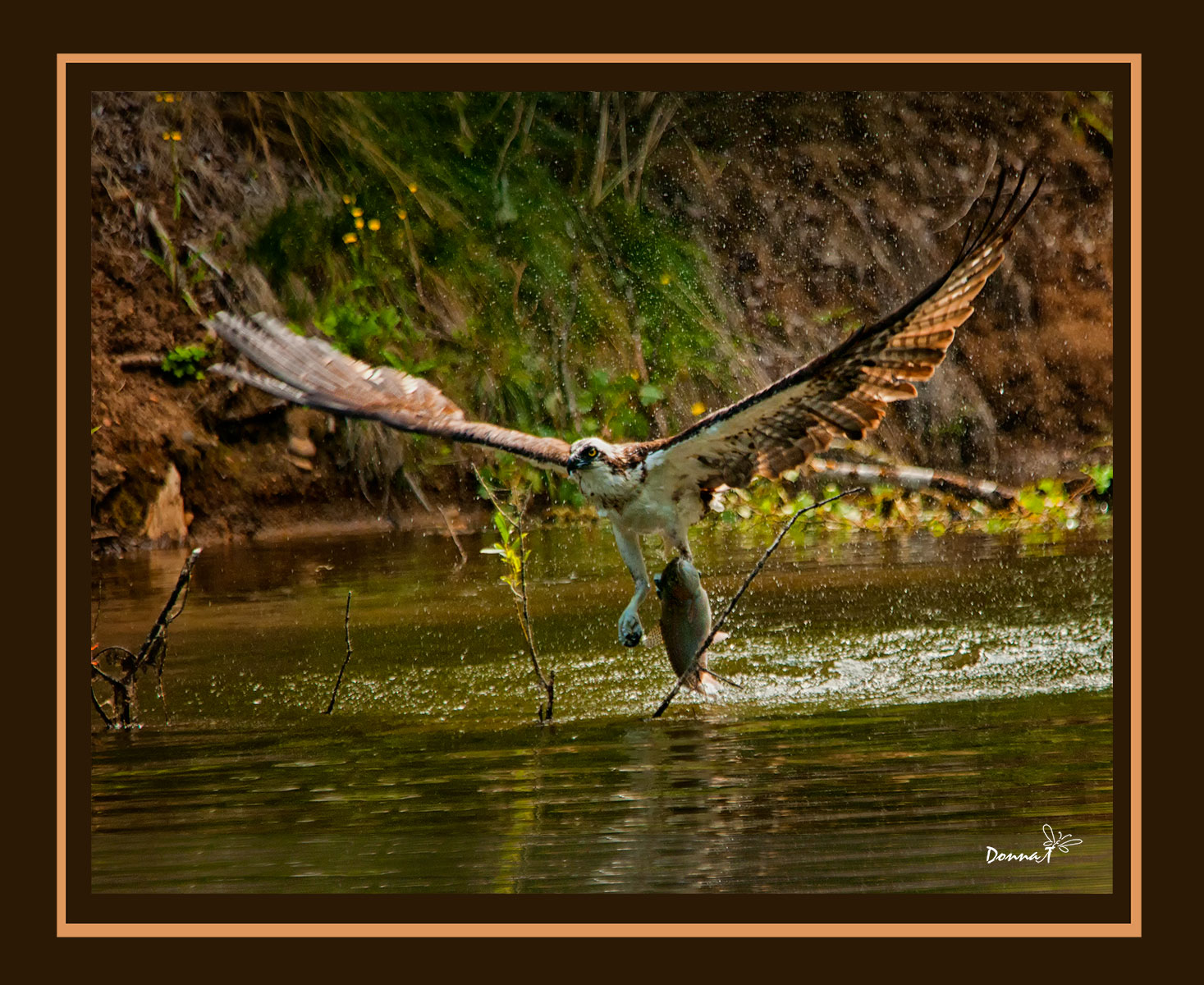 Trout Fishing