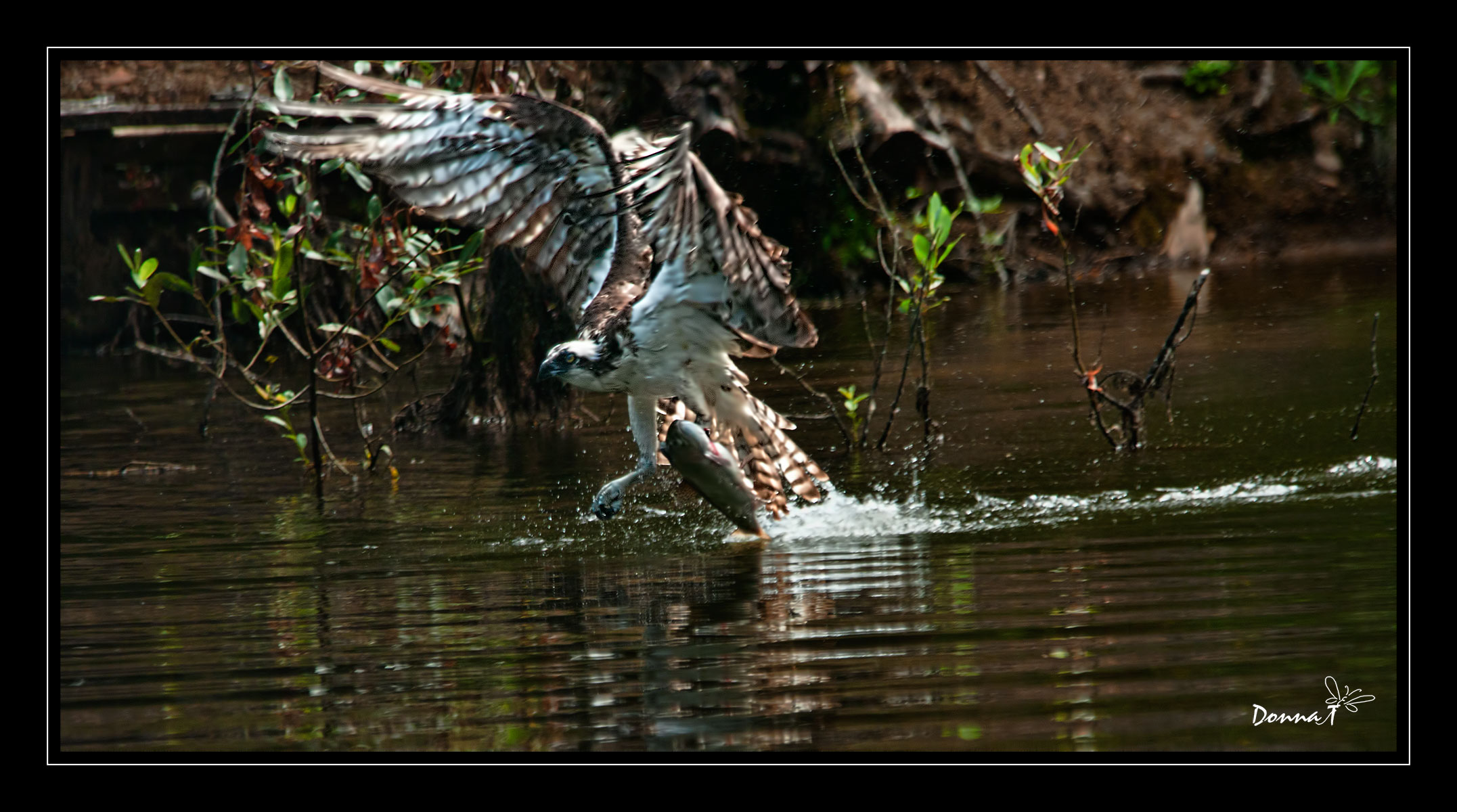 Trout Fishing II