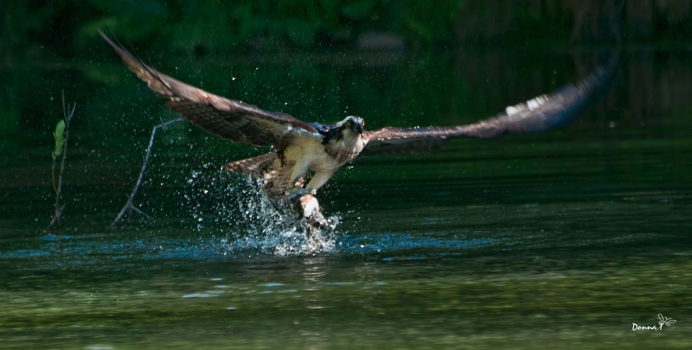 Trout Fishing III