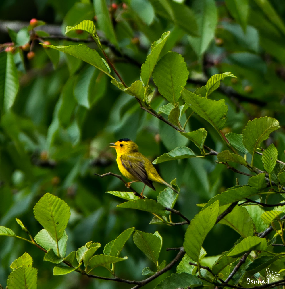 Wilson's Warbler