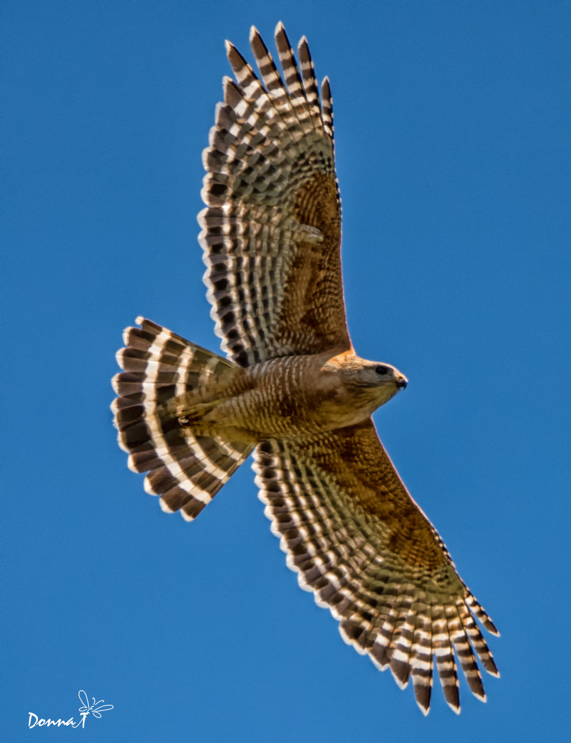 Red Shouldered Flyer