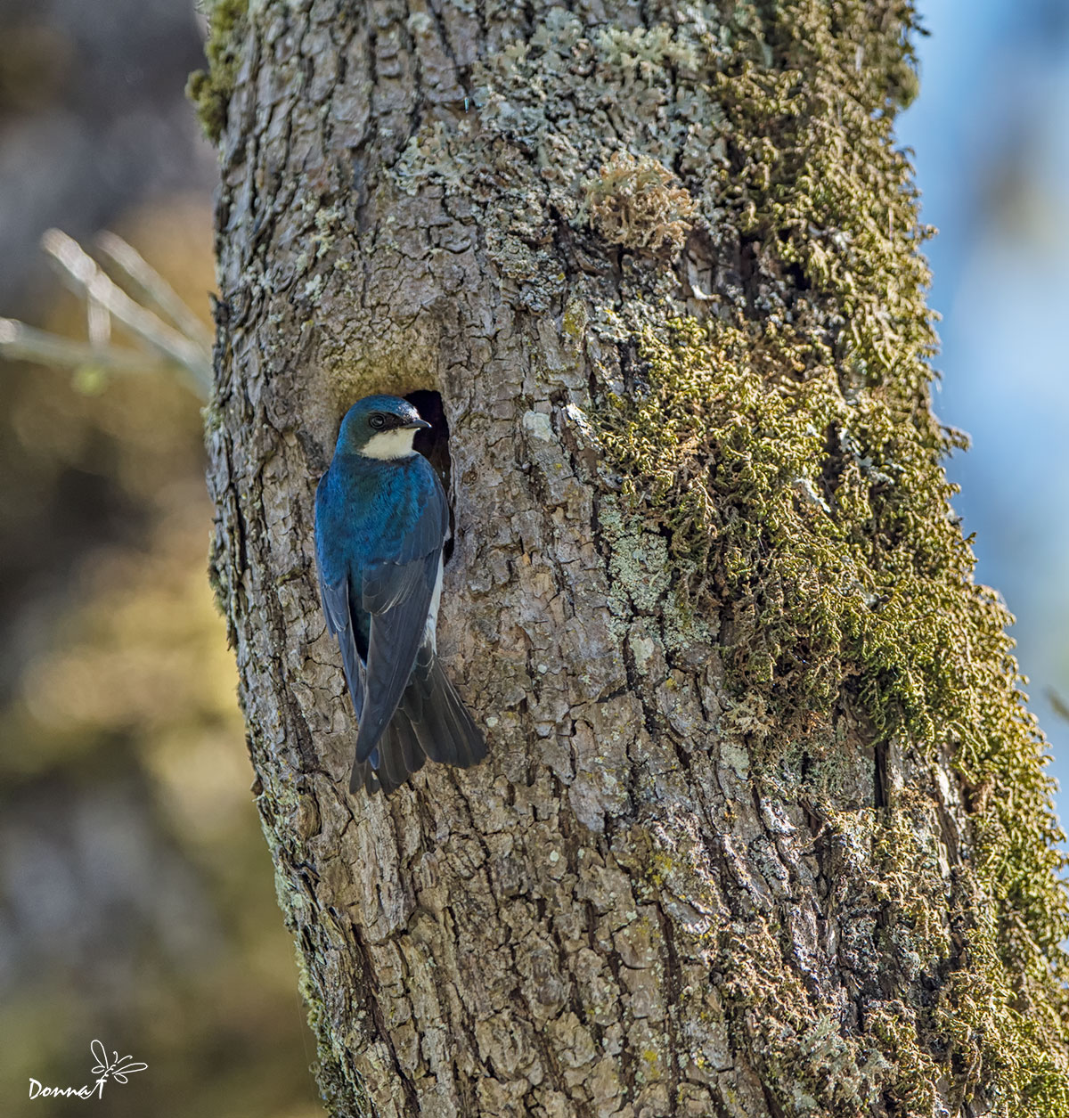 Tree Swallow Stare