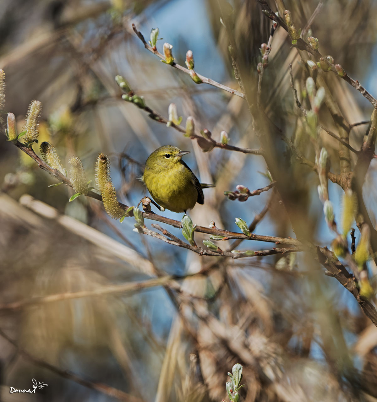 Young Warbler