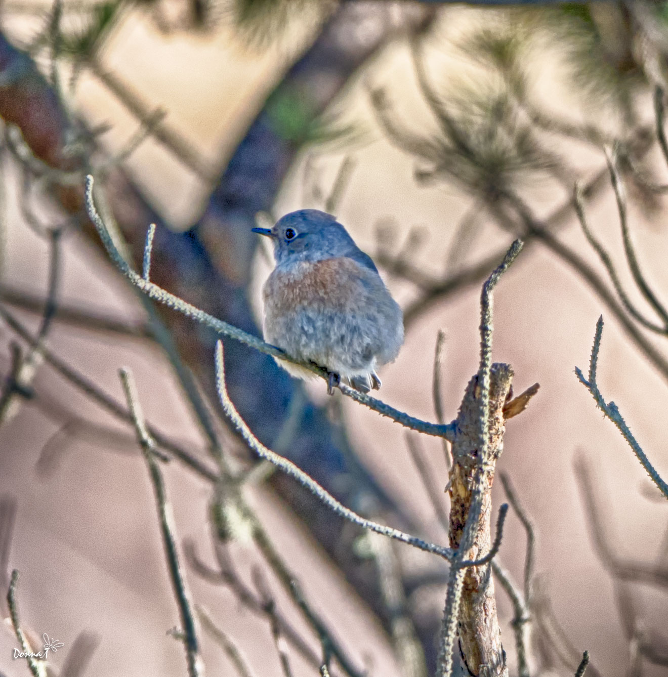 Western Bluebird Babe