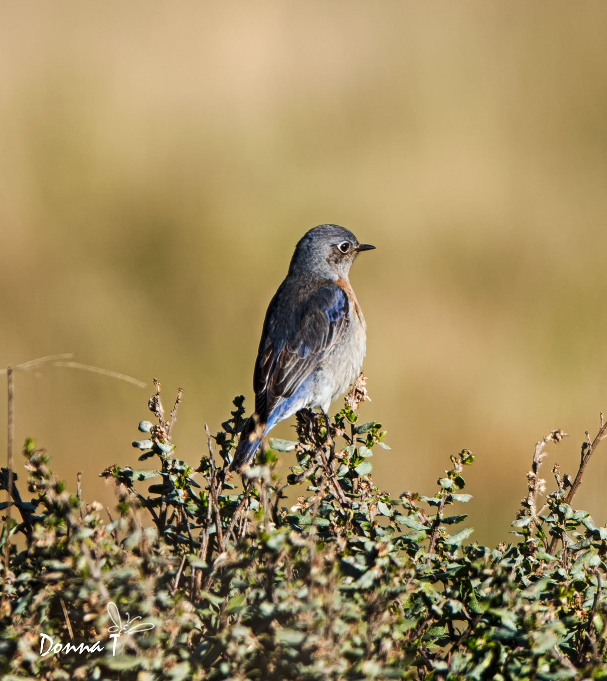 Western Bluebird Watch