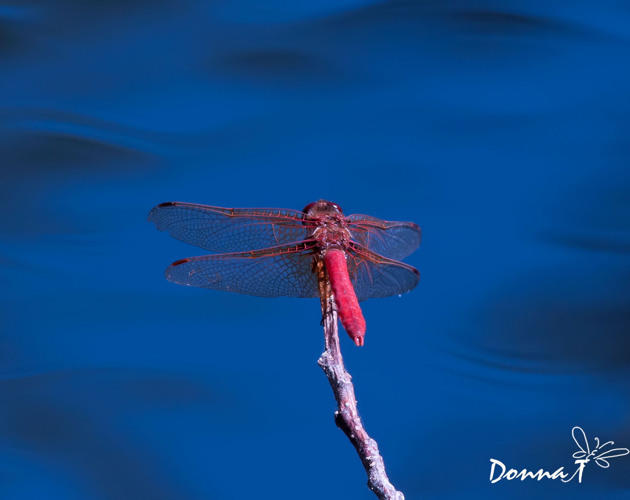 Red and Blue