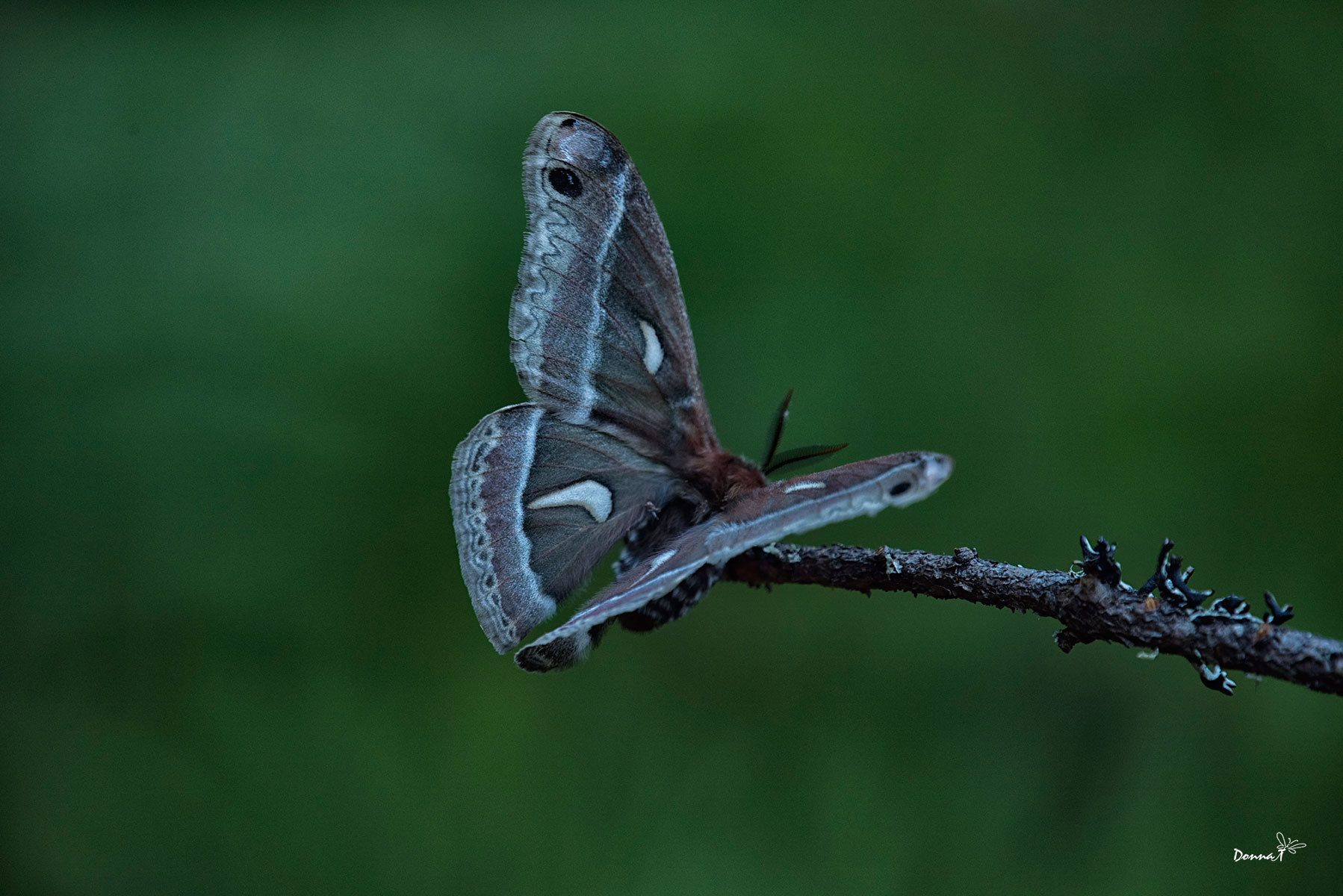 Oregon Moth