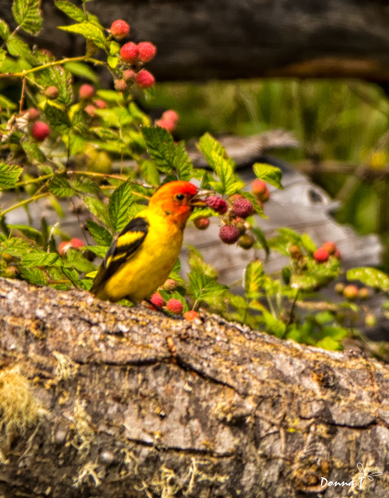 Western Tanager Berry Theif
