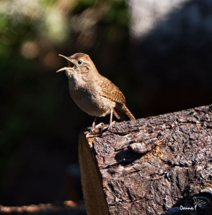 Pacific Wren Calling