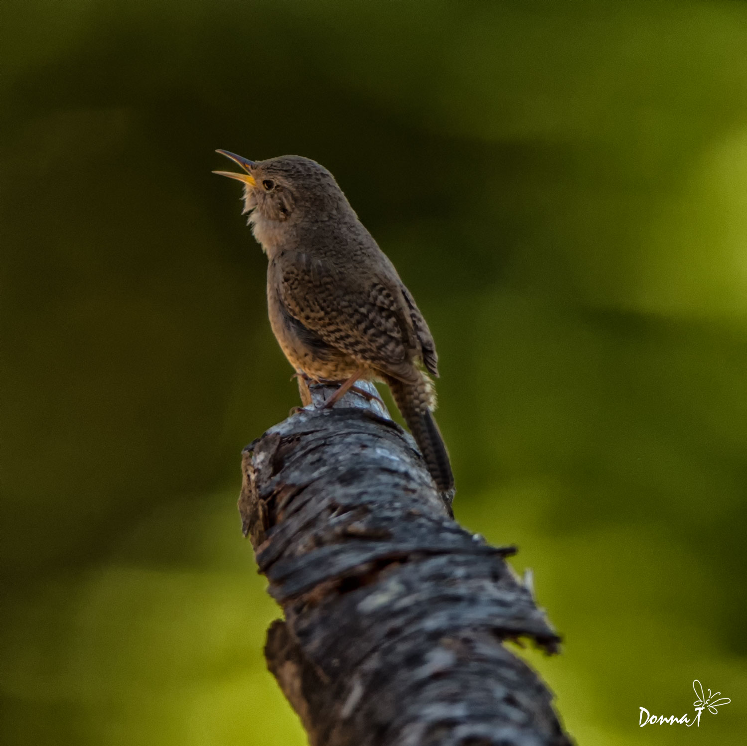 Song of the Pacific Wren