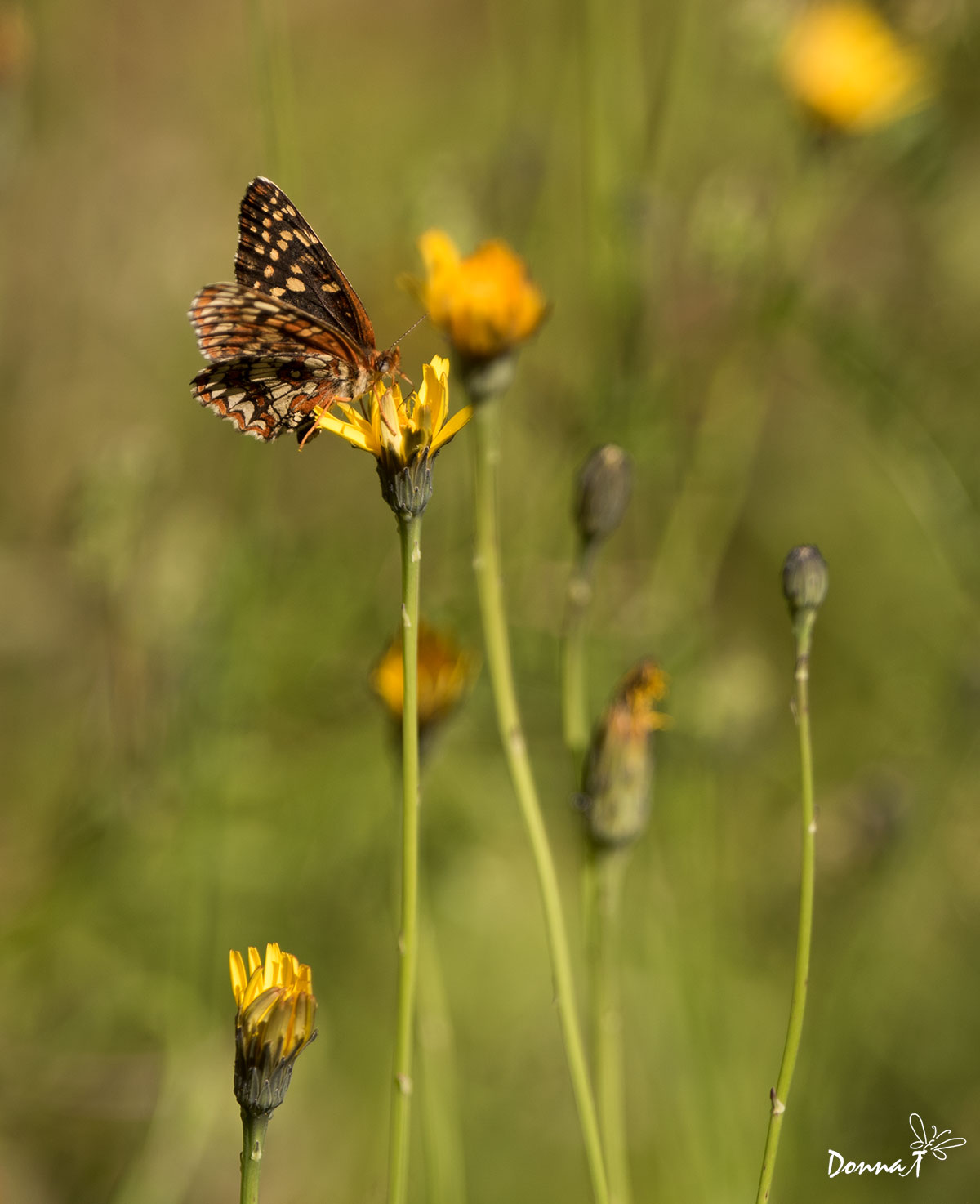 Summer Flower