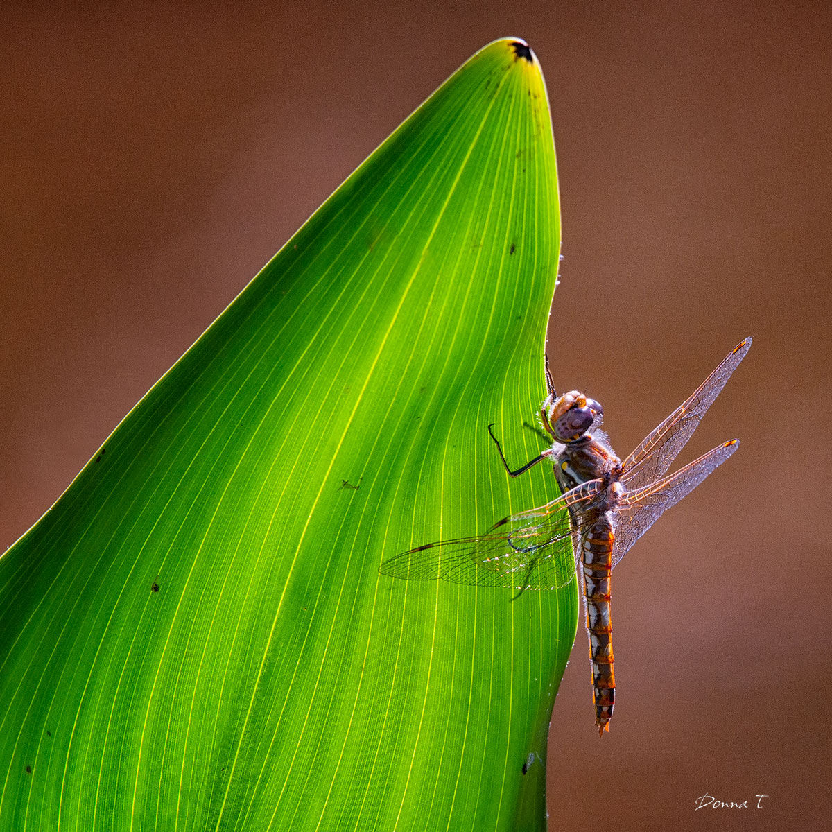 Transparently Green