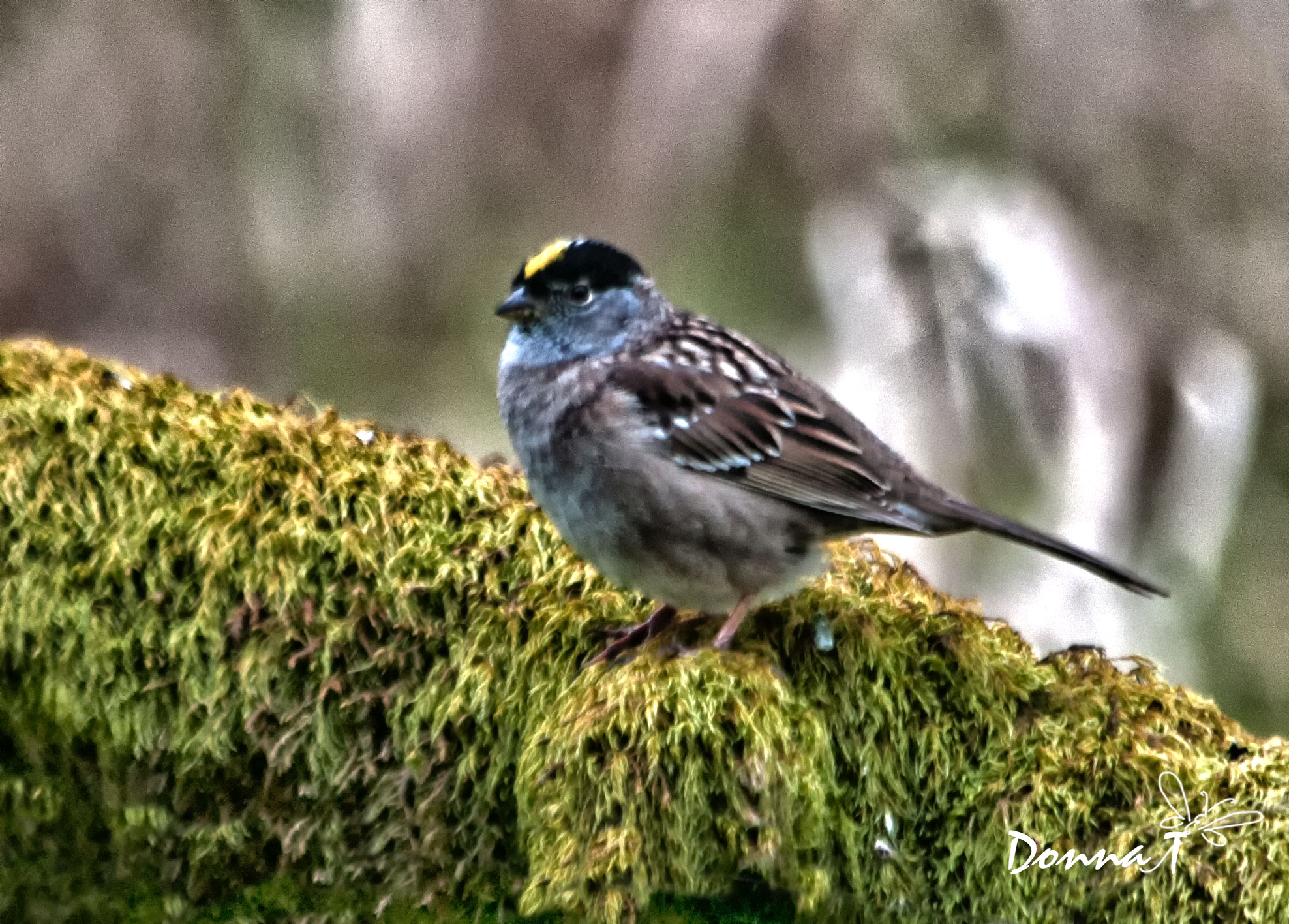 Mossy Yellow Crowned Sparrow