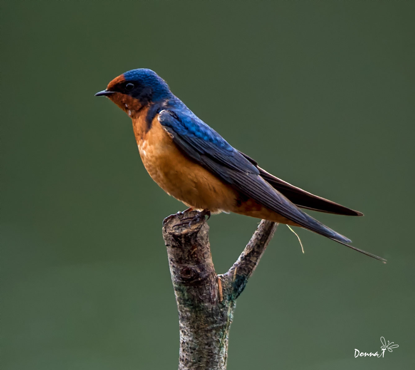 Barn Swallow